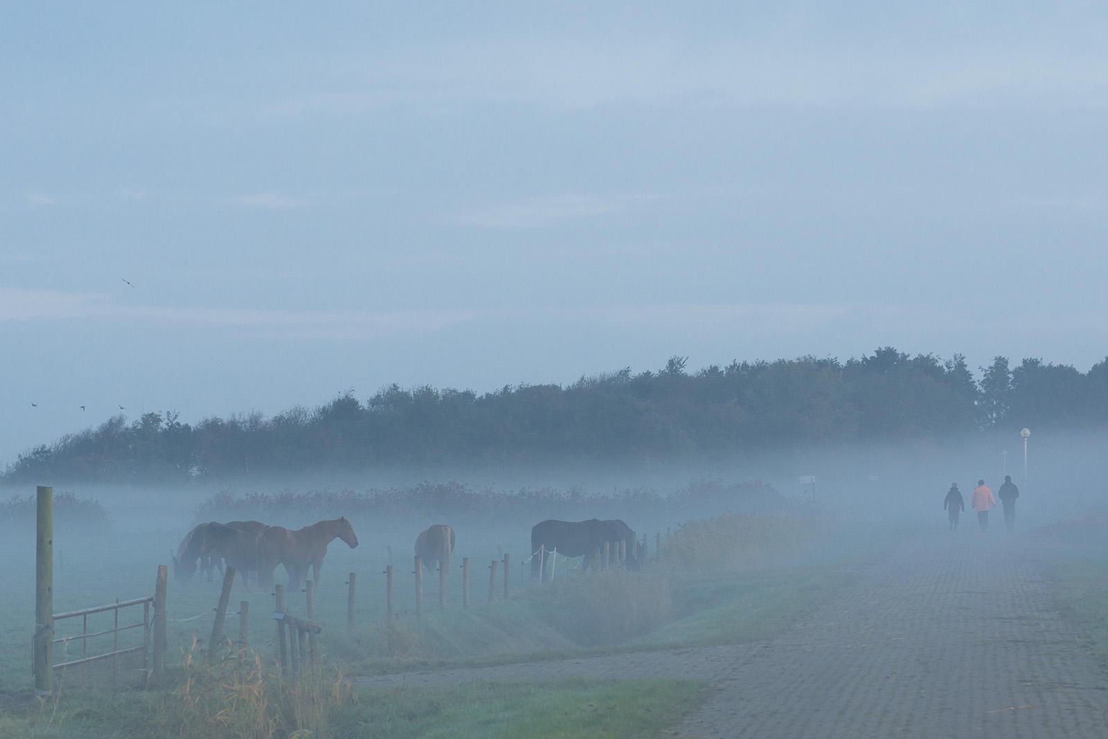 Morgennebel